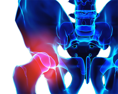 Anatomia dell'articolazione coxo-femorale