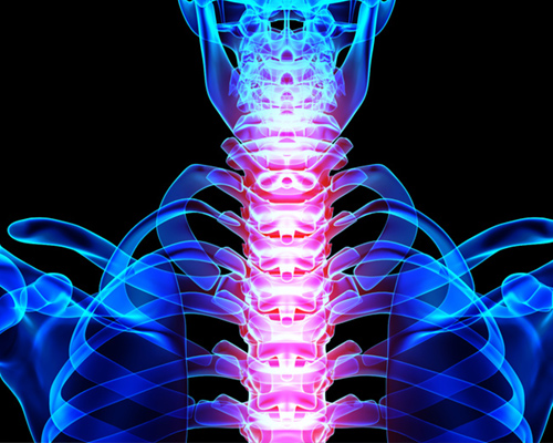Anatomia della regione cervicale